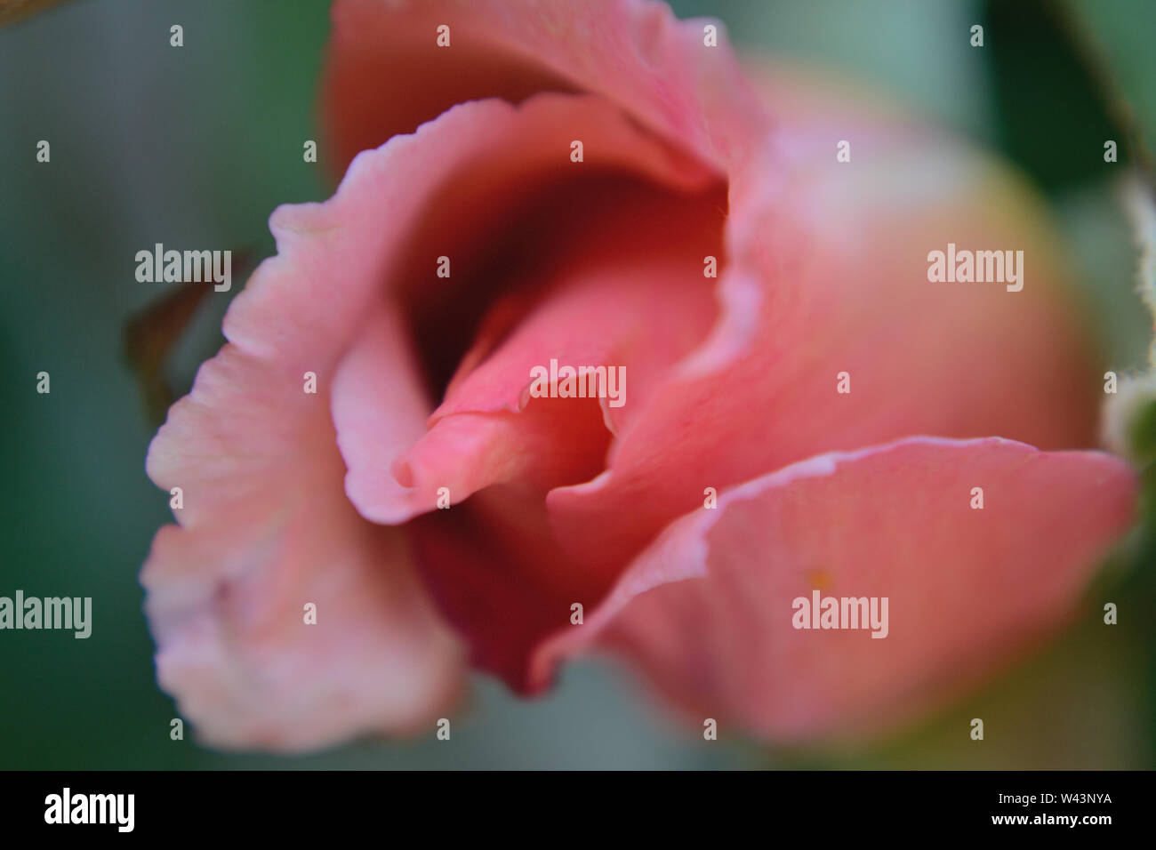 Gros plan sur le bouton rose rose, rosa macro photographie Banque D'Images