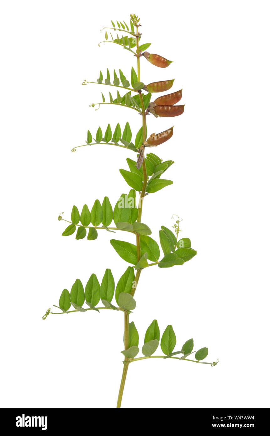 Vicia cracca fleurs isolé sur fond blanc Banque D'Images