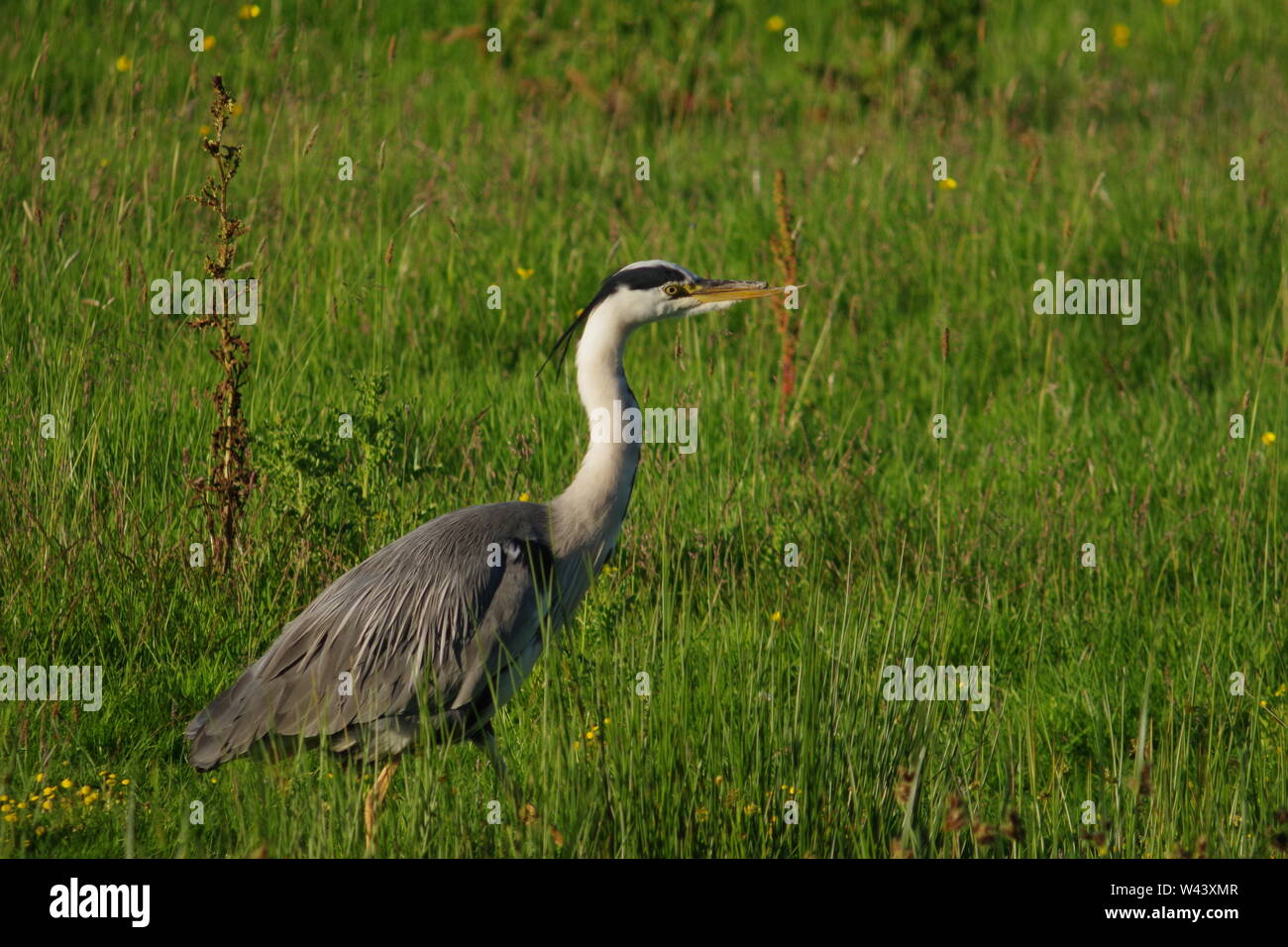 Héron cendré (Ardea cinerea) avec un bec cassé dans la lumière dorée du soir à Bowling Green Marsh RSPB, Topsham, Exeter, Devon, UK. Banque D'Images
