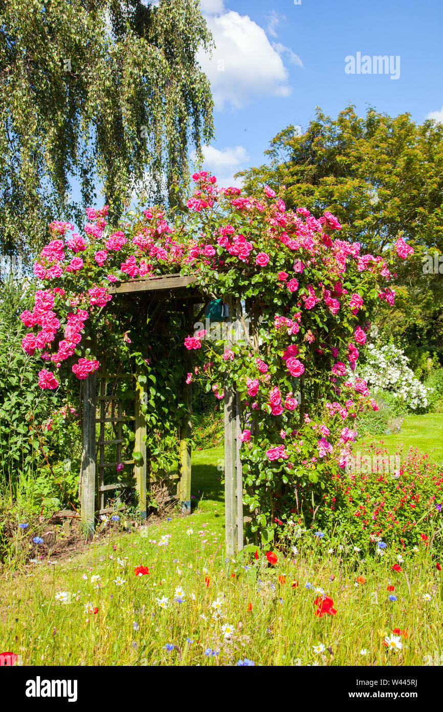 Rose grimpant Perpète rose croissant sur un treillis sur une pergola dans un jardin de chalet anglais Banque D'Images