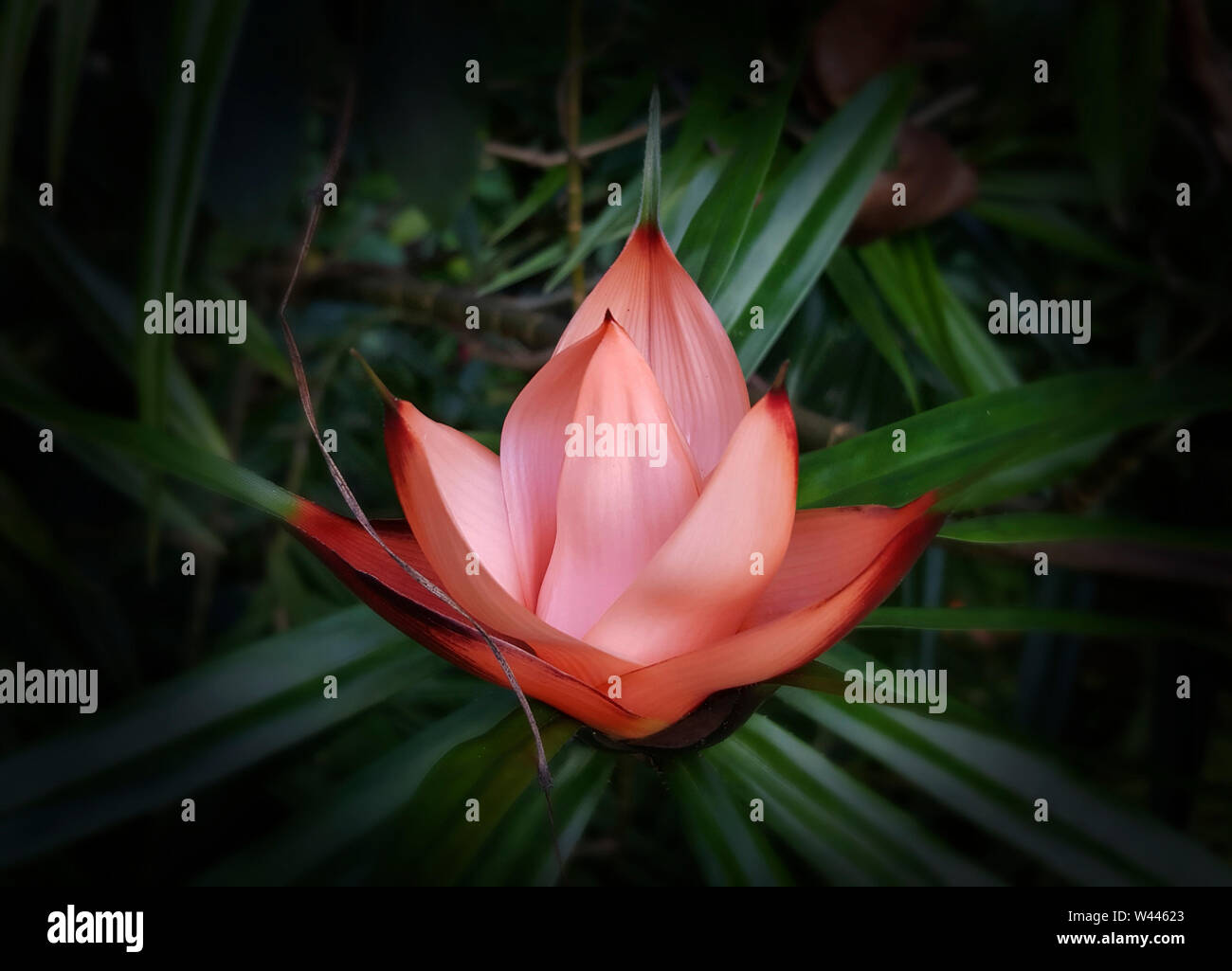 Une touche d'Orange dans une fleur tropicale hawaïenne Banque D'Images