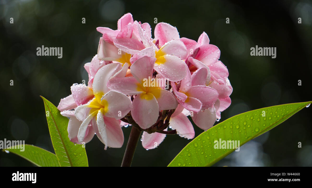 Magnifique bouquet de fleurs de Plumeria avec gouttes de pluie. Banque D'Images