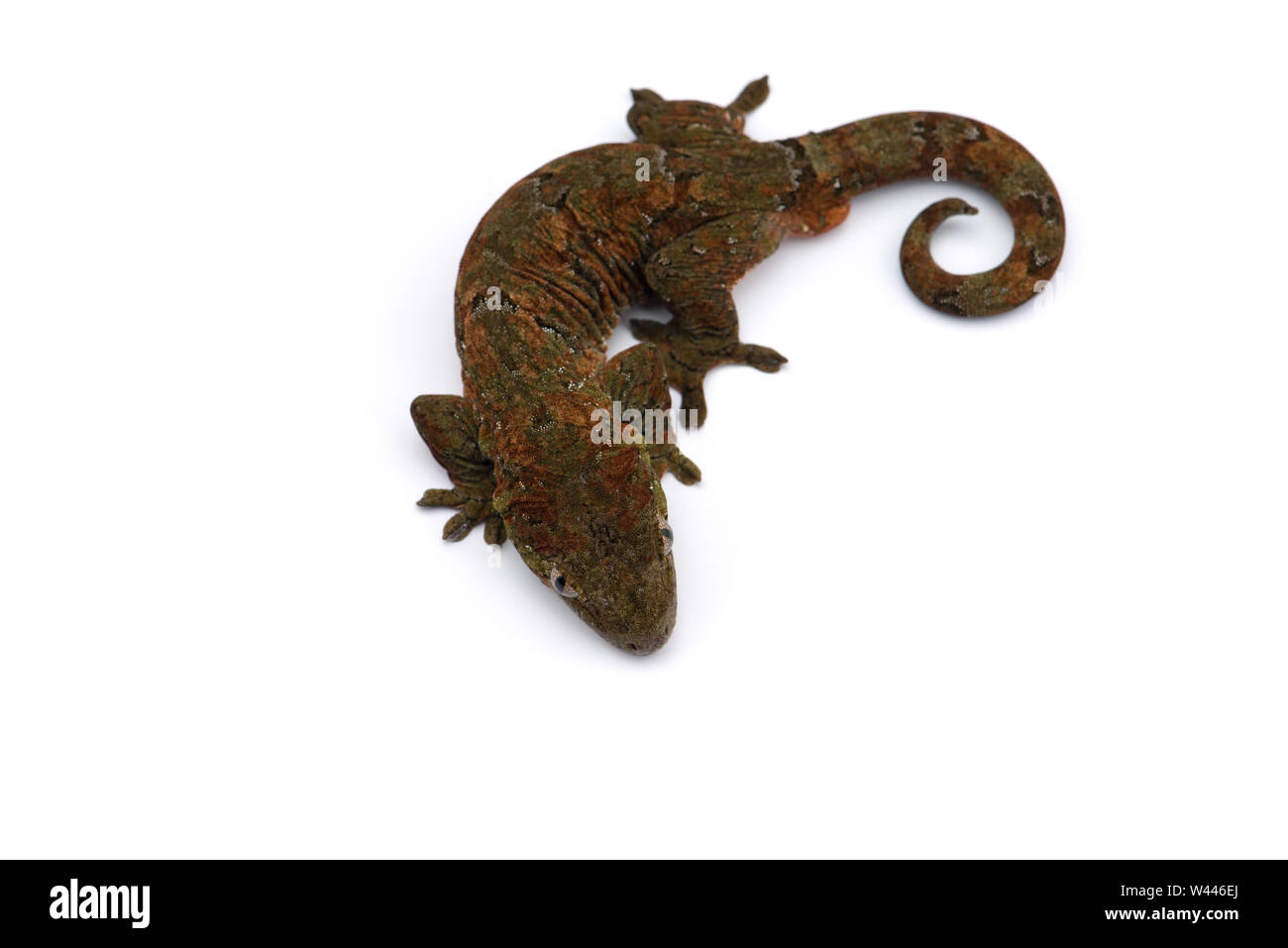 Le gecko de Nouvelle- Calédonie moussus isolé sur fond blanc Banque D'Images