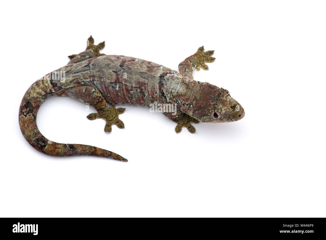 Le gecko de Nouvelle- Calédonie moussus isolé sur fond blanc Banque D'Images