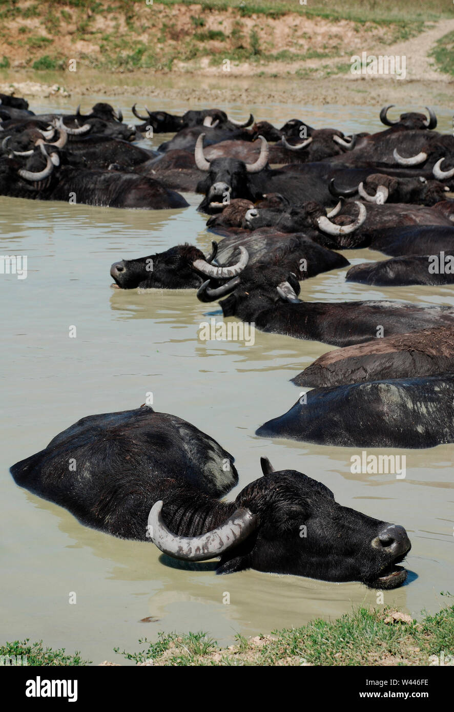Les buffles d'eau se vautre dans une piscine de boue à une réserve de bisons en Hongrie Banque D'Images