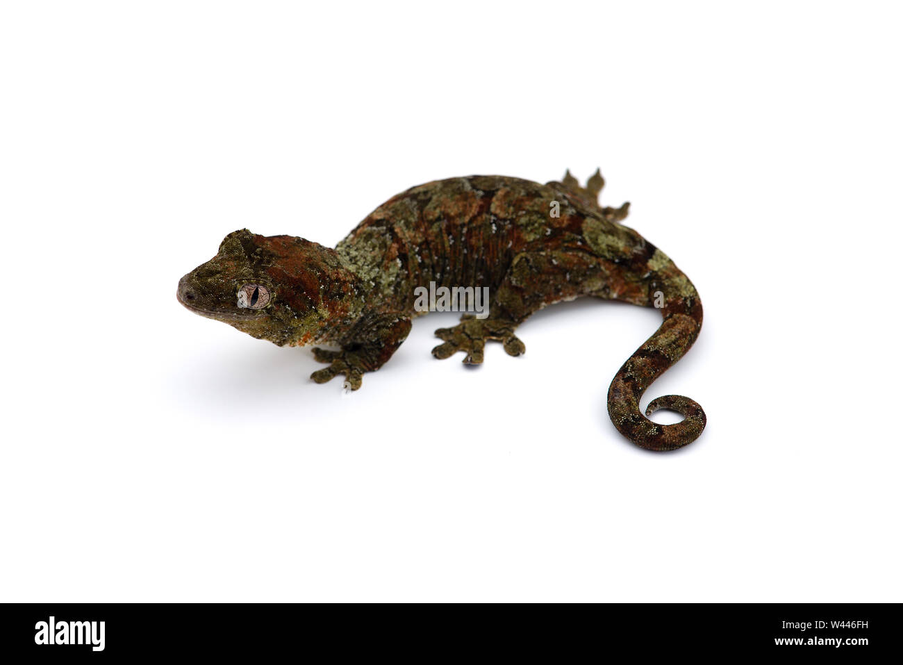 Le gecko de Nouvelle- Calédonie moussus isolé sur fond blanc Banque D'Images