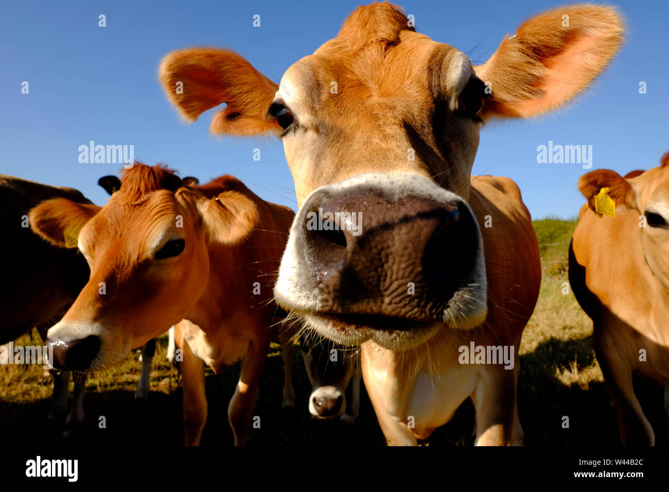 Vaches de Jersey à être curieux à l'escrime stock Banque D'Images