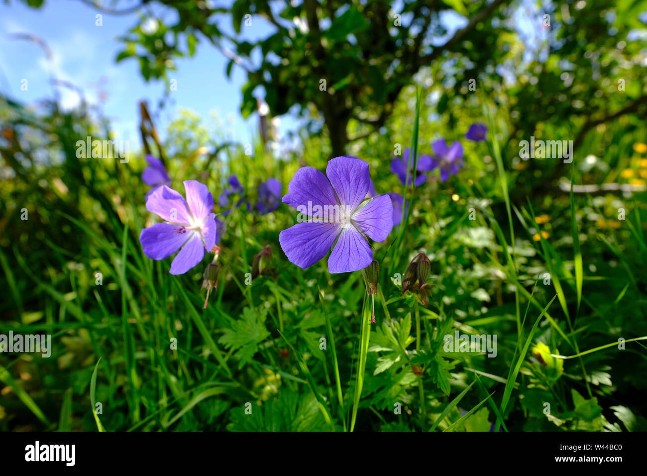 Fleurs dans un cottage anglais jardin plantes border Banque D'Images