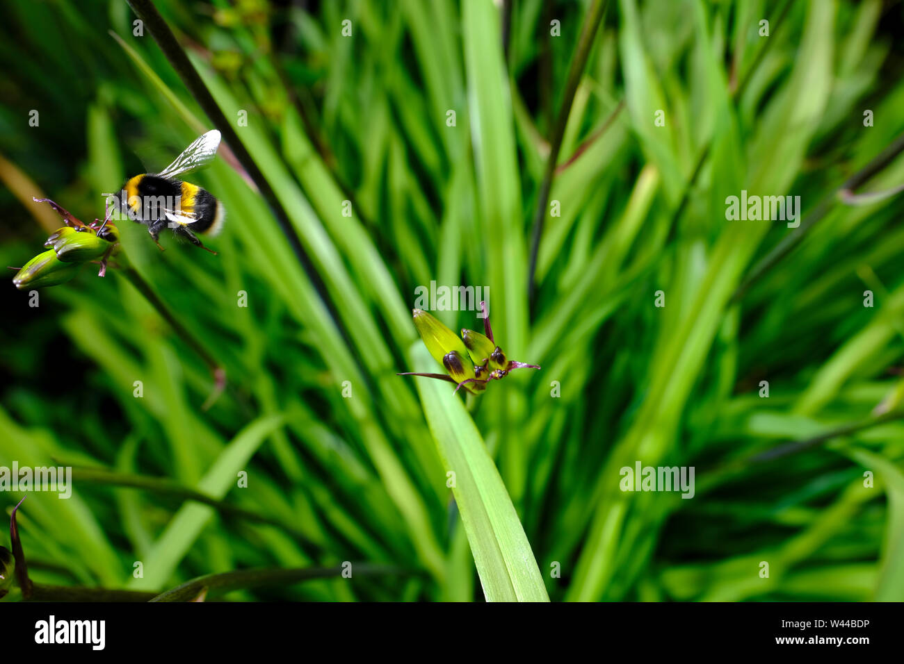 Un bourdon se nourrissant des fleurs formant dans les hautes herbes d'une touffe de Crocosmia Lucifer dans un lit de fleurs sauvages d'un pays anglais Chalet jardin Banque D'Images