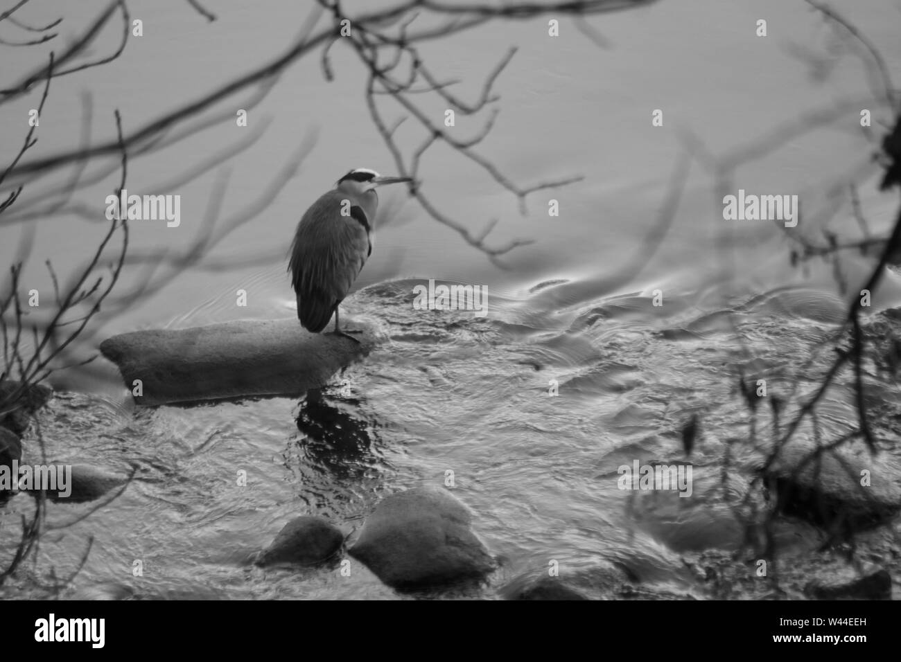 Héron cendré (Ardea cinerea), prédateurs aux longues jambes échassier perché sur un rocher dans la rivière Don sur une sombre journée hivers. Aberdeen, Écosse, Royaume-Uni. Banque D'Images