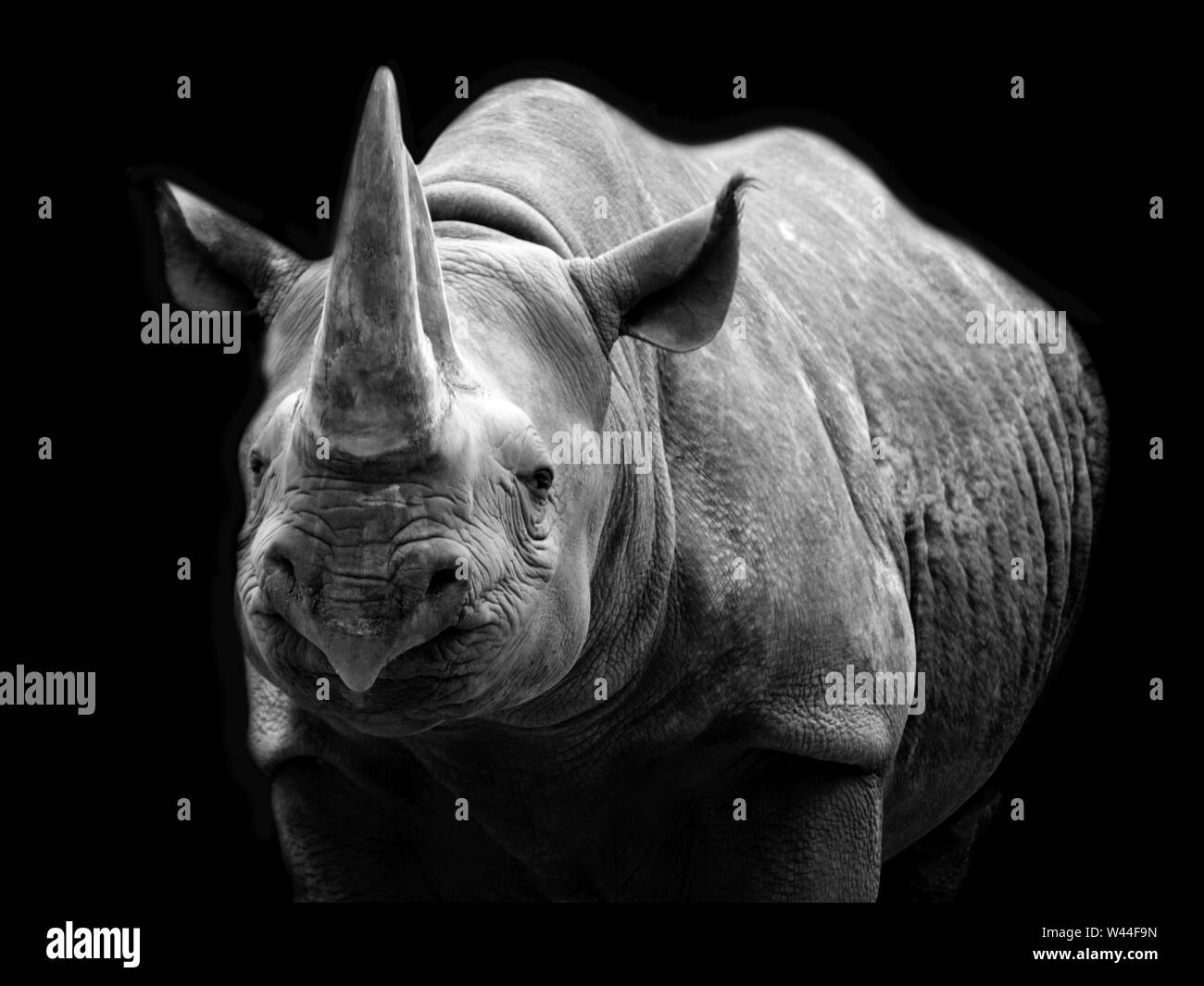 rhino-noir-africain-africain-banque-d-image-et-photos-alamy
