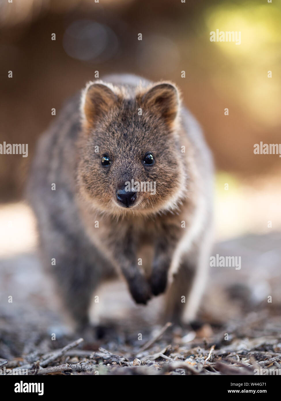 Quokka à dans l'appareil photo Banque D'Images