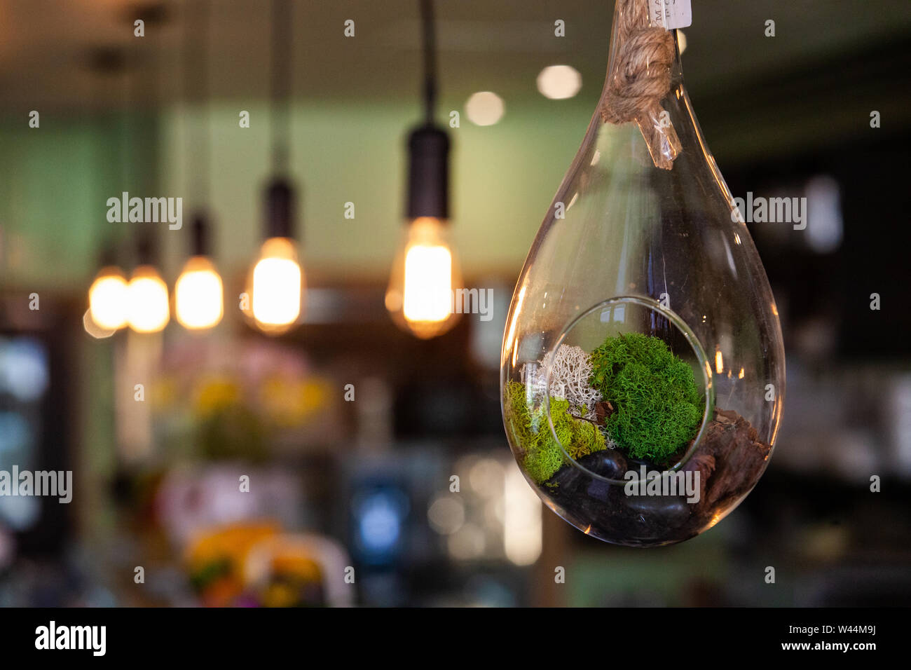Décoration naturelle à l'intérieur d'un globe de verre est considéré libre  dans un établissement respectueux de l'environnement. Lumières floues sont  vus à l'arrière avec l'espace de copie Photo Stock - Alamy