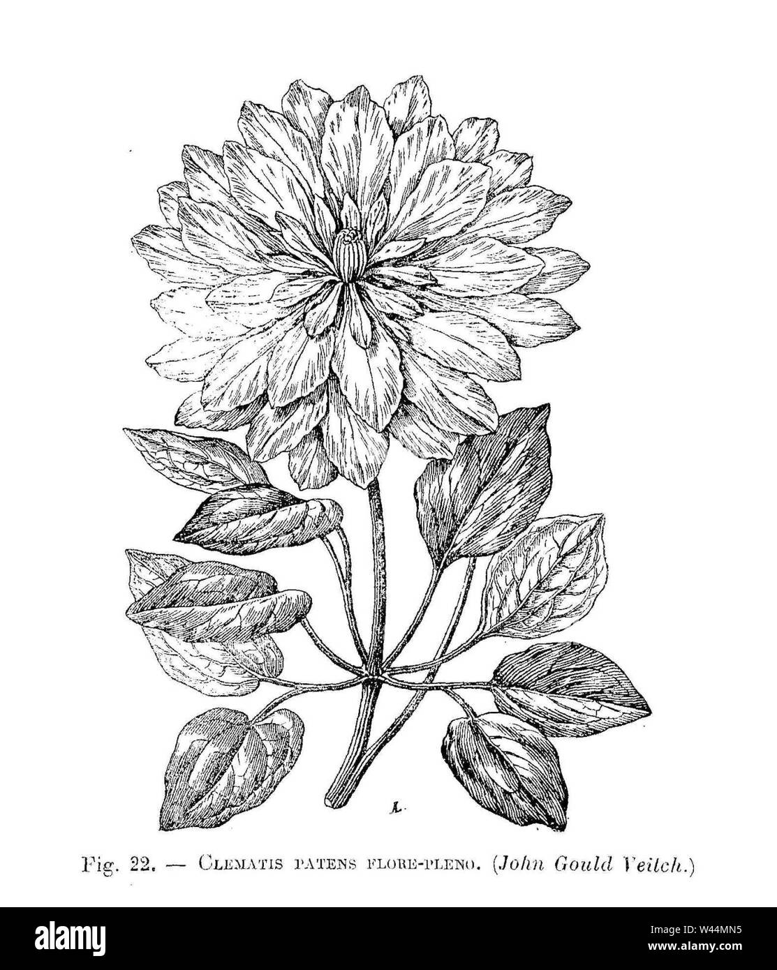 Clématites patens-flore pleno (John Gould Veitch). Banque D'Images