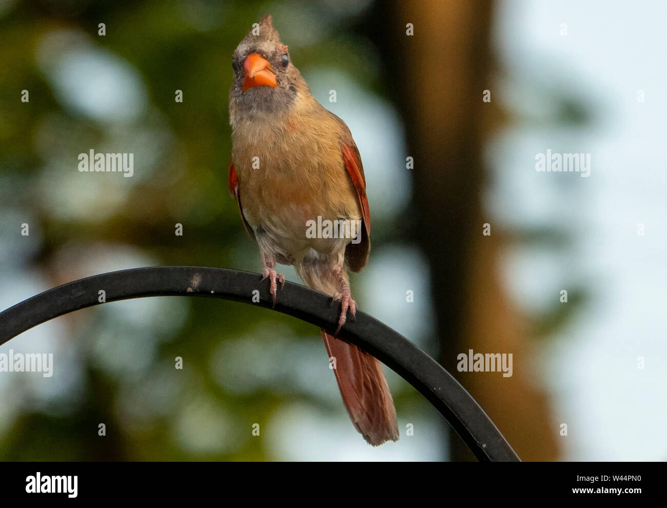 Femelle Banque D'Images