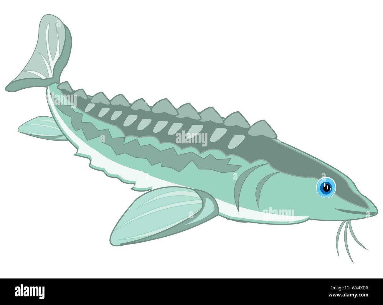 Vector illustration de la caricature de l'esturgeon poisson précieux Illustration de Vecteur