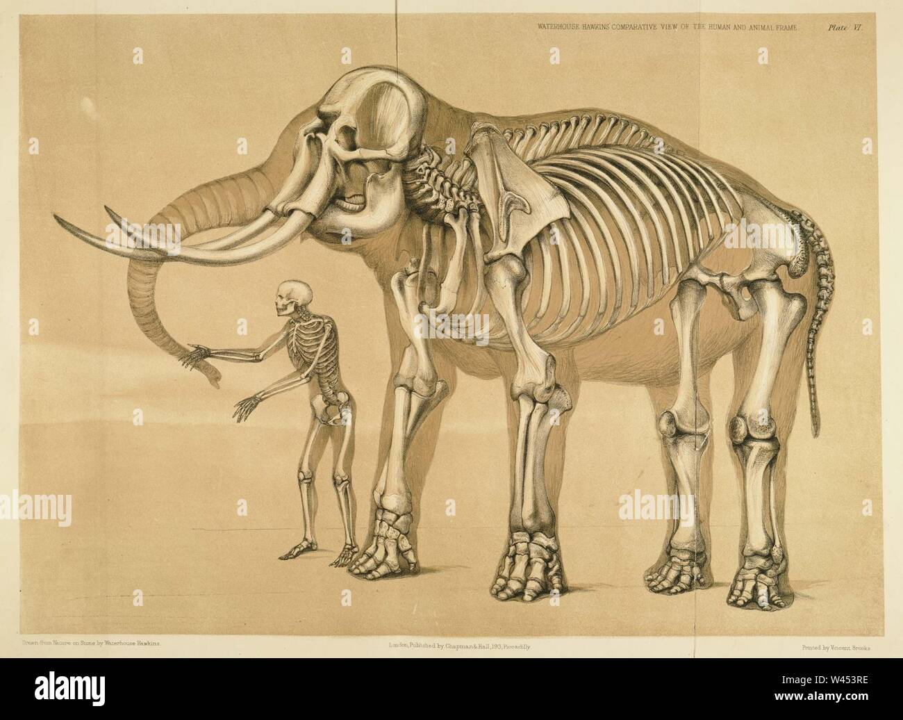 Vue comparative de l'humain et le bâti de l'éléphant, Benjamin Waterhouse Hawkins, 1860. Banque D'Images