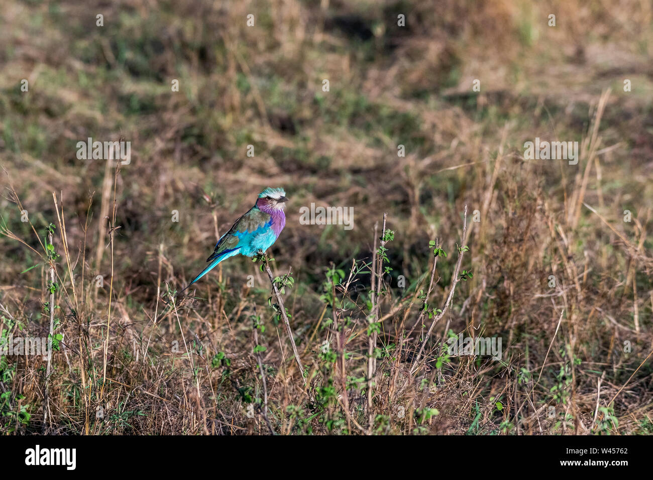 Lilac-breasted roller Holding on to petite brindille dans Maasai Mara triangle Banque D'Images