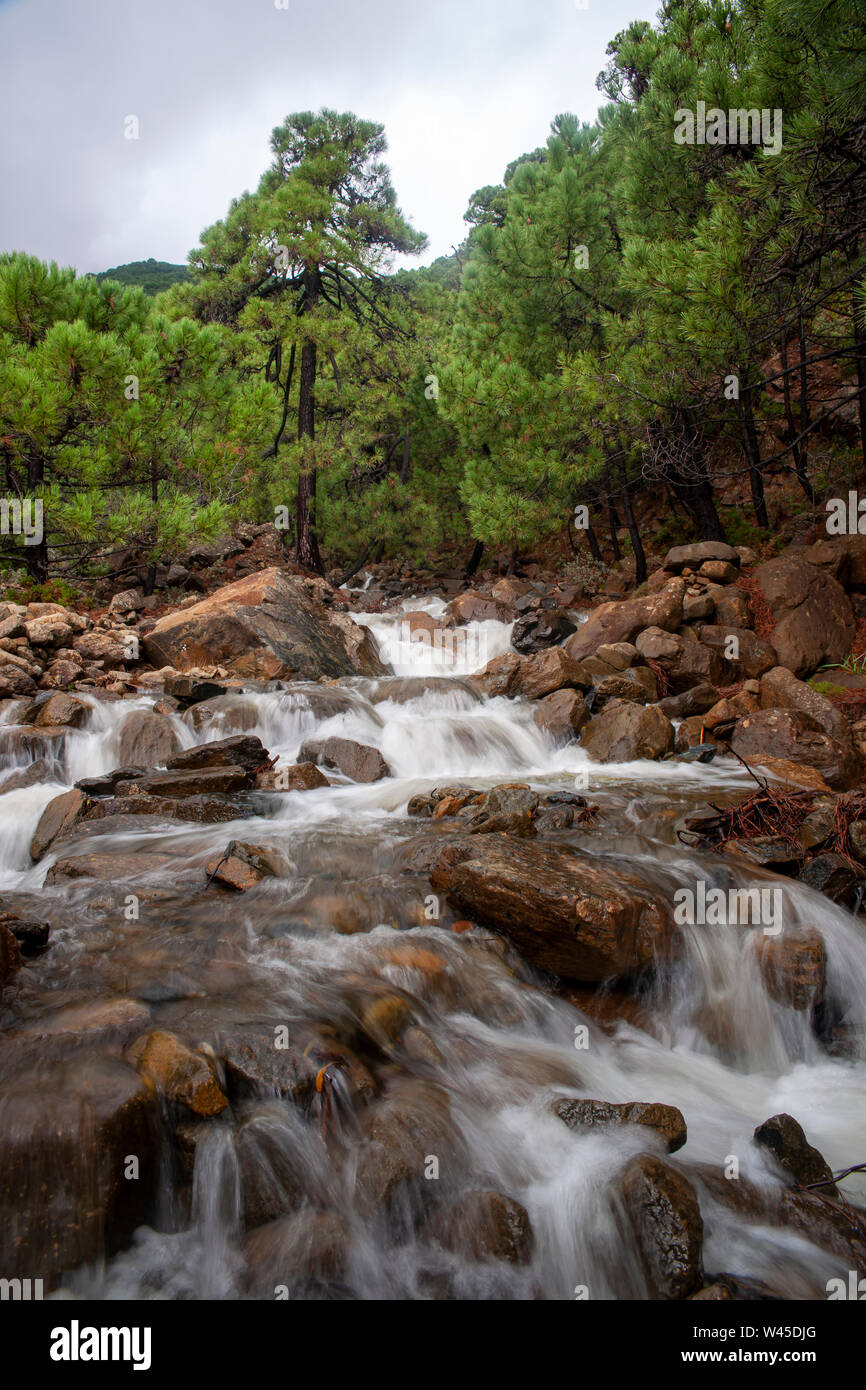 Parc naturel de la Sierra Bermeja en Estepona, Malaga Banque D'Images