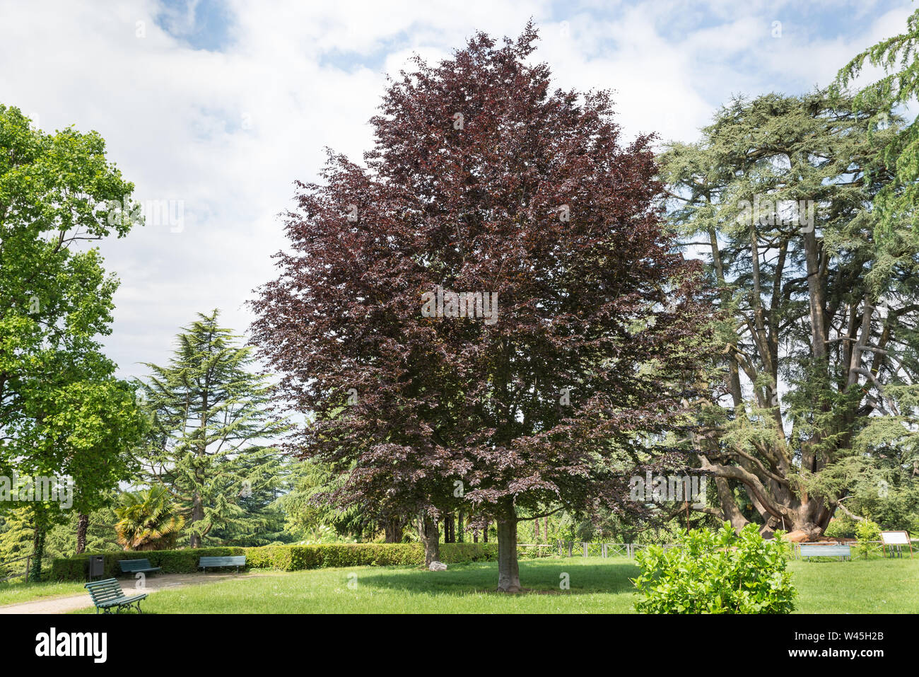 Copper beech ou arbre hêtre pourpre (Fagus sylvatica purpurea). Arbre décoratif avec rouge - violet rouge feuilles. Varese jardins publics ou jardins Estense Banque D'Images