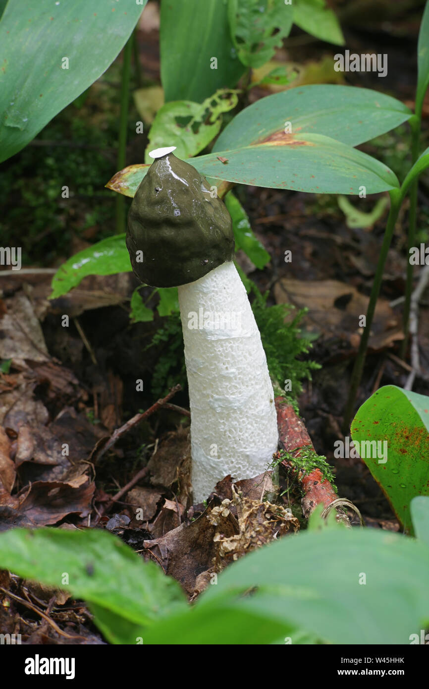 Le Phallus impudicus, connu sous le nom de champignon sauvage commun phalle impudique, à partir de la Finlande Banque D'Images