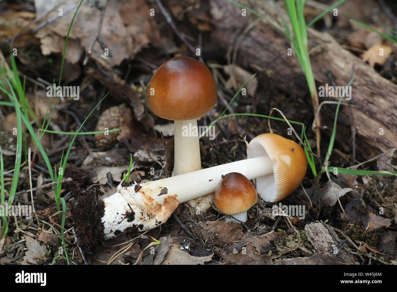 L'Amanita fulva, communément appelée la grisette fauve, à partir de la Finlande aux champignons sauvages Banque D'Images