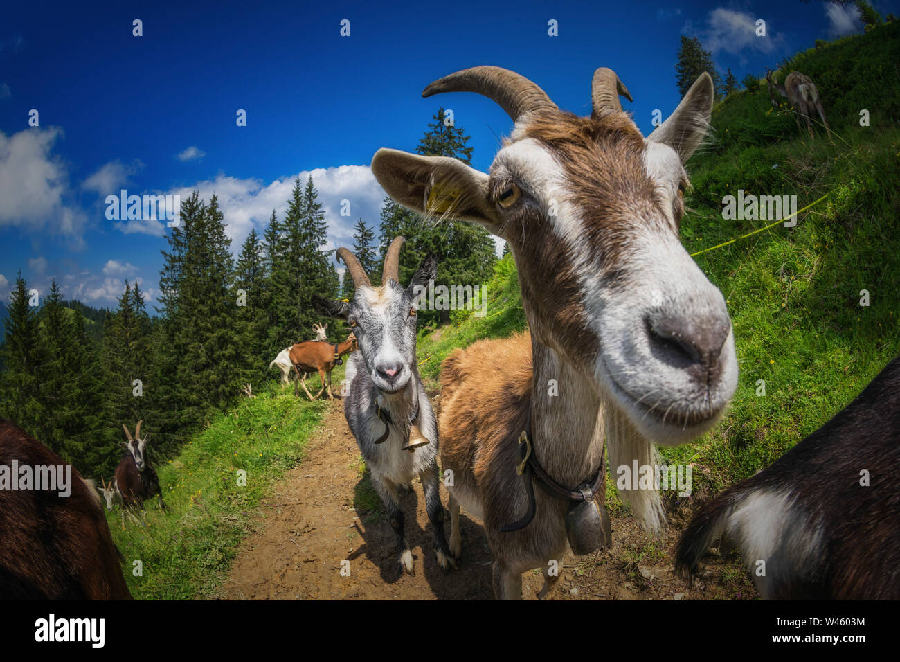 Les chèvres en passant par sur un chemin de montagne Banque D'Images
