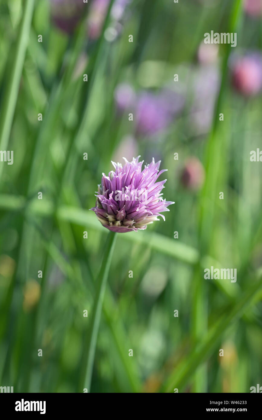La floraison de la ciboulette (Allium schoenoprasum). une espèces comestibles de l'espèce Allium, étroitement liés à l'ail, l'échalote, le poireau, l'échalote et l'Oignon chinois Banque D'Images