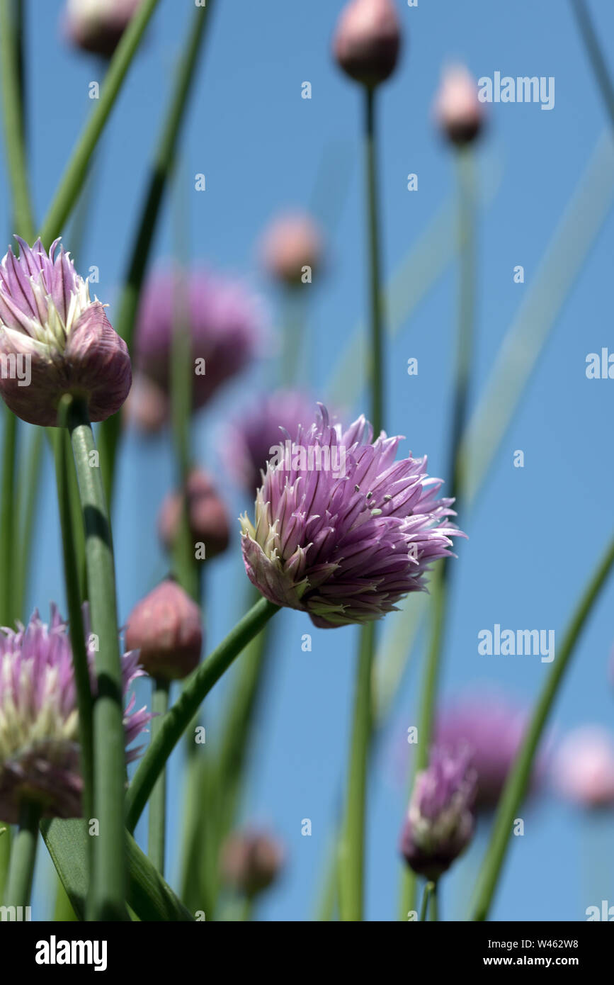 La floraison de la ciboulette (Allium schoenoprasum). une espèces comestibles de l'espèce Allium, étroitement liés à l'ail, l'échalote, le poireau, l'échalote et l'Oignon chinois Banque D'Images