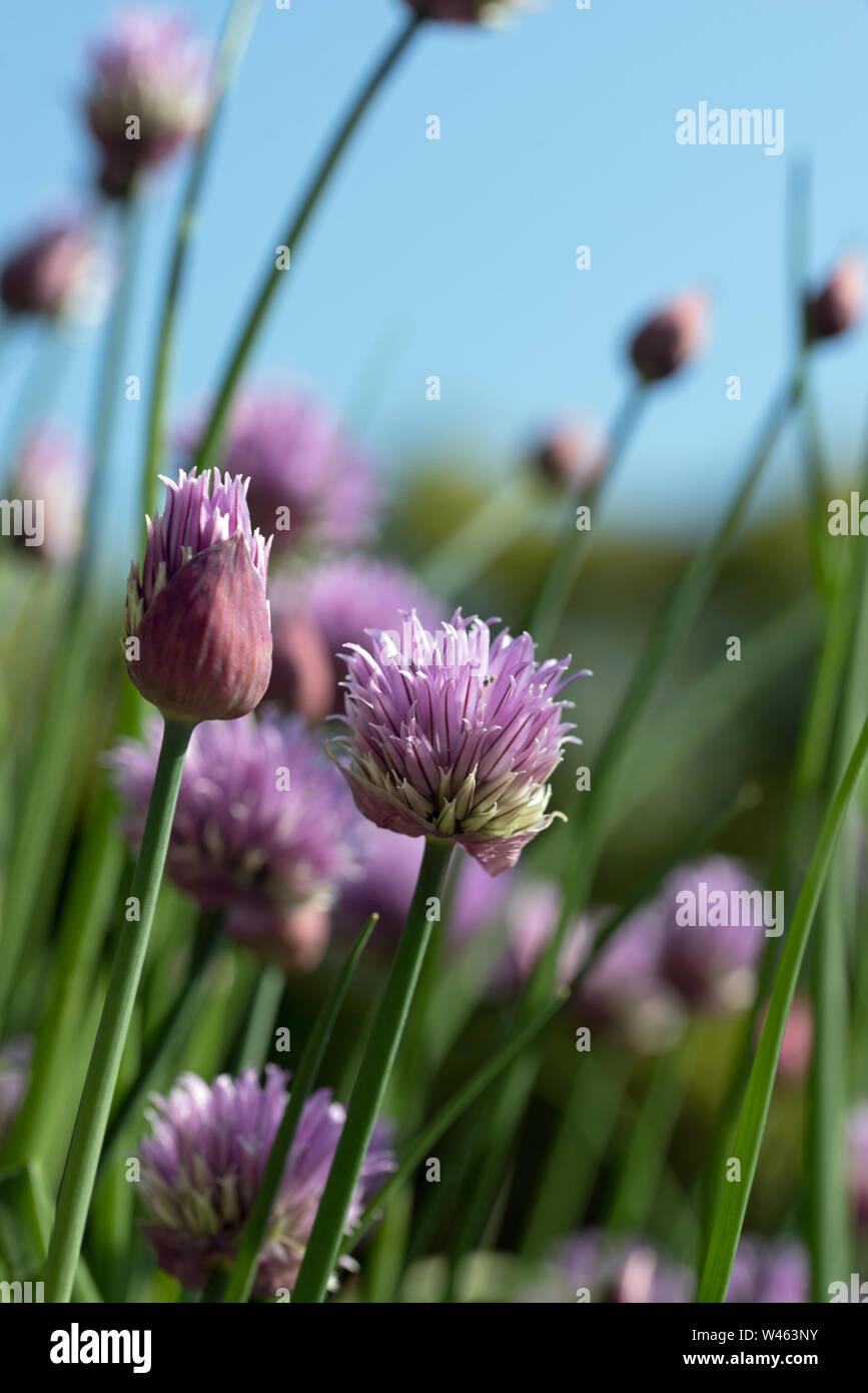 La floraison de la ciboulette (Allium schoenoprasum). une espèces comestibles de l'espèce Allium, étroitement liés à l'ail, l'échalote, le poireau, l'échalote et l'Oignon chinois Banque D'Images