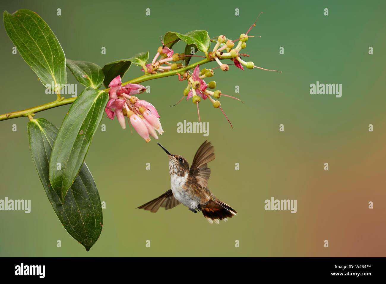 Colibri Selasphorus flammula (volcan), femme au départ d'une fleur rose, Province de San Jose, Costa Rica Banque D'Images