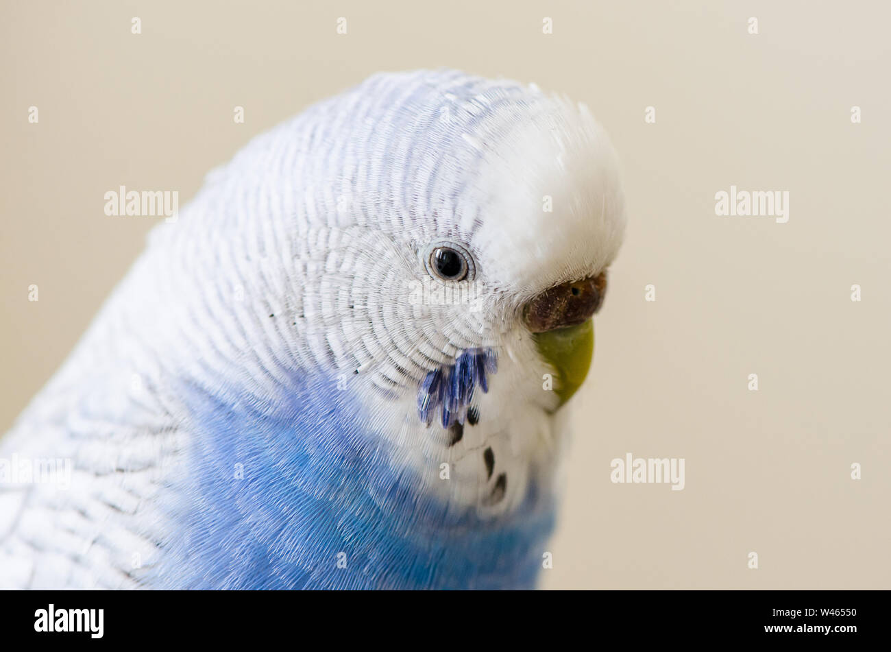 Budgerigar isolé sur blanc Banque D'Images