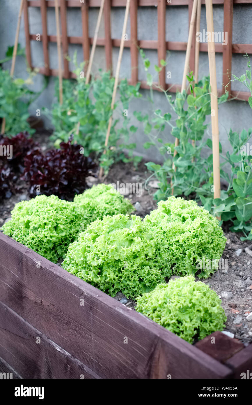 De plus en plus de légumes dans un potager domestique Banque D'Images