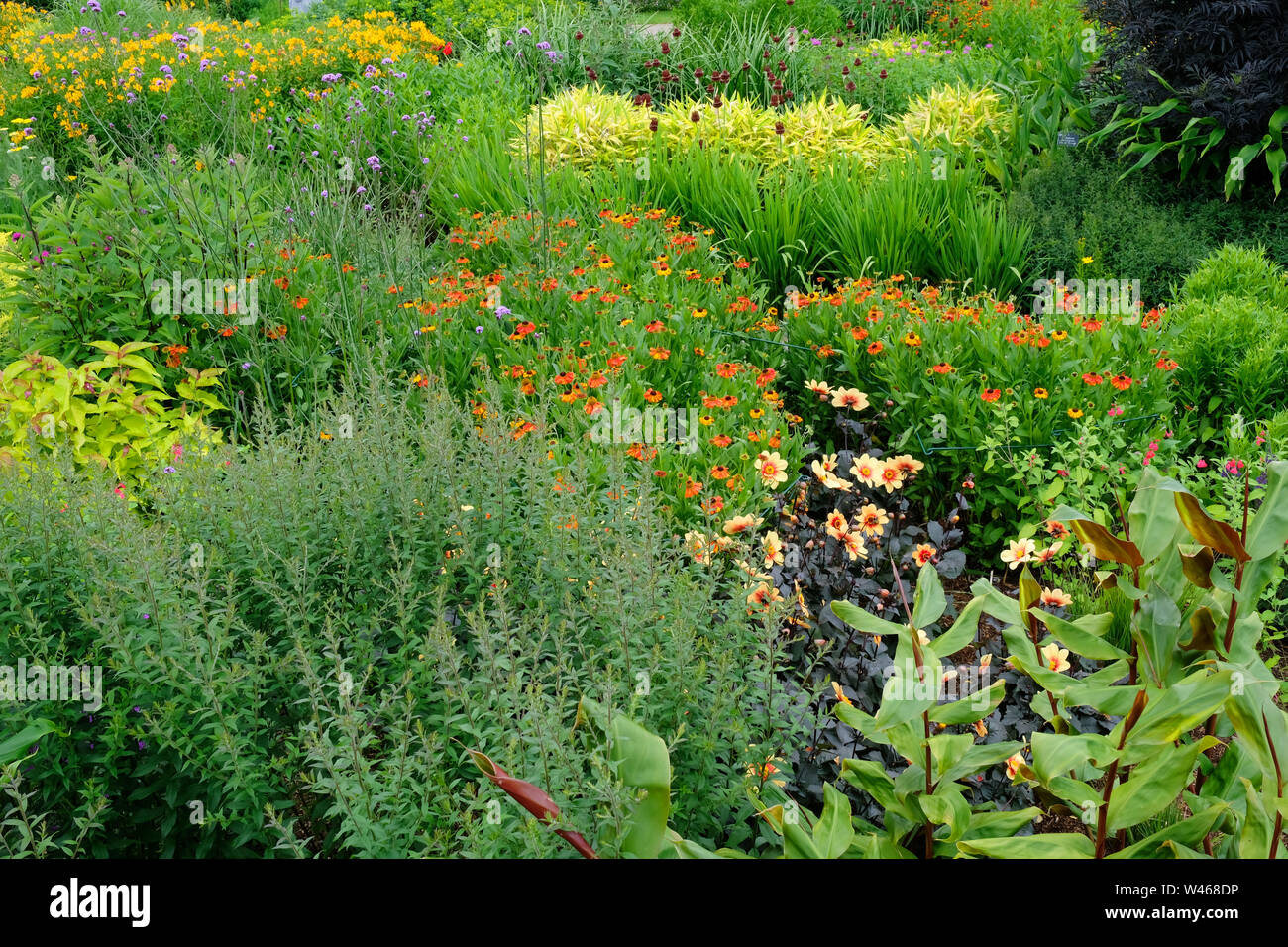 Une frontière jardin mixte contenant des rudbeckias et dahlias, UK - John Gollop Banque D'Images