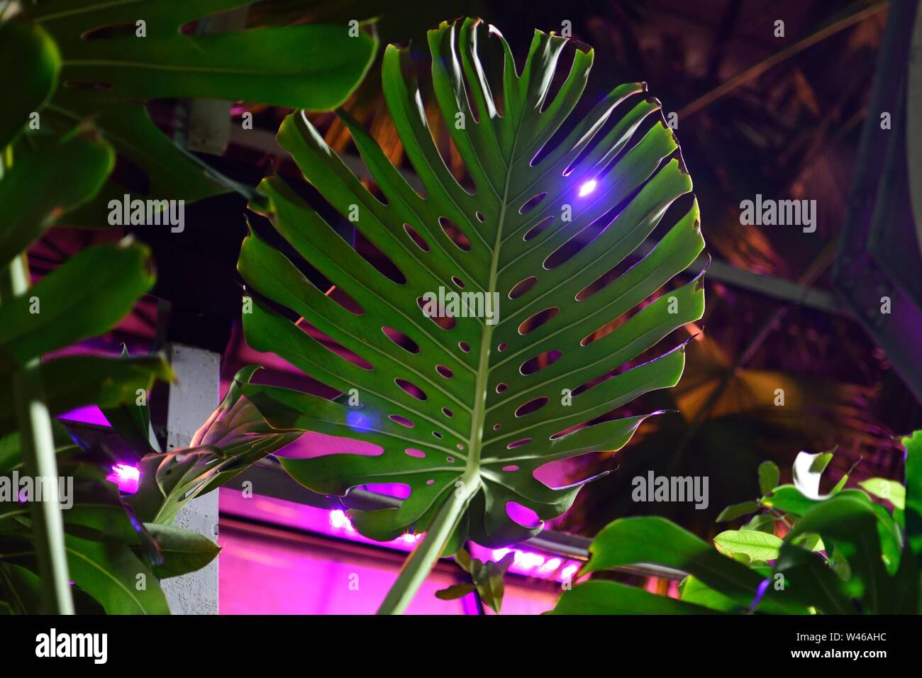 Feuille de monstera en hiver, les plantes vertes tropicales sur fond sombre des émissions Banque D'Images