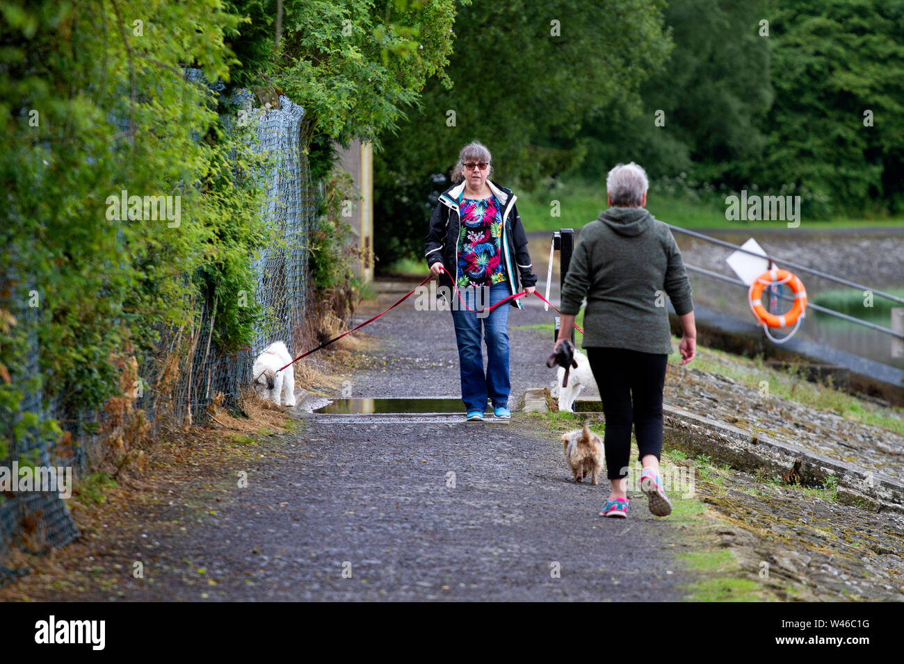 Tayside, Dundee, Ecosse, Royaume-Uni. 20 juillet, 2019. Météo Royaume-uni:nuageux et sombre pour commencer la matinée avec des éclosions de pluie de plus en plus lumineux, avec éclaircies par l'après-midi, des températures atteignant 21°C. Une bonne journée pour les promeneurs de chiens à Clatto Country Park à Glasgow, Royaume-Uni. Credit : Dundee Photographics / Alamy Live News Banque D'Images