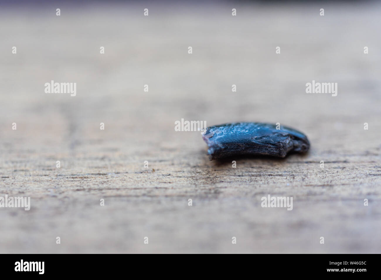 Griffe de chien Banque de photographies et d’images à haute résolution Alamy