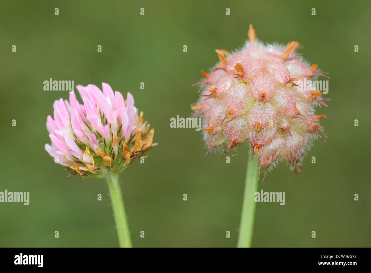 Trèfle fraise fragiferum Trifolium Banque D'Images