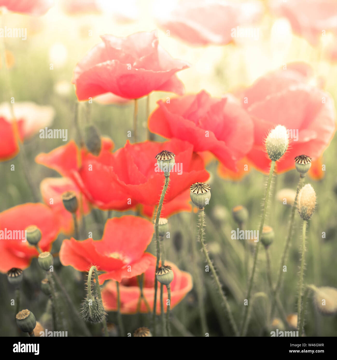 Abstract floral background dans le style vintage avec soft focus sélectif. Fleurs de pavot sauvage d'été sur le pré. Effet aquarelle Banque D'Images