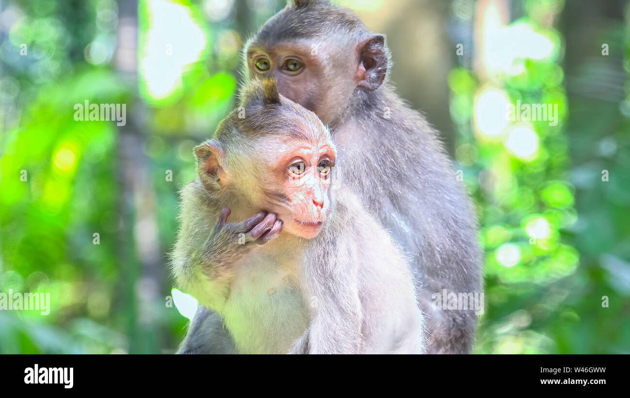 Cute monkey baby regarder autour. Manger du crabe ou des macaques à longue queue (Macaca fascicularis). Drôle animaux exotiques dans leur habitat naturel. Bali, l'Indo Banque D'Images