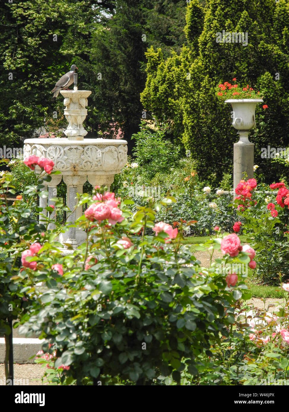 Rosa chinensis, red rose fleurs dans un jardin botanique en Pologne Banque D'Images