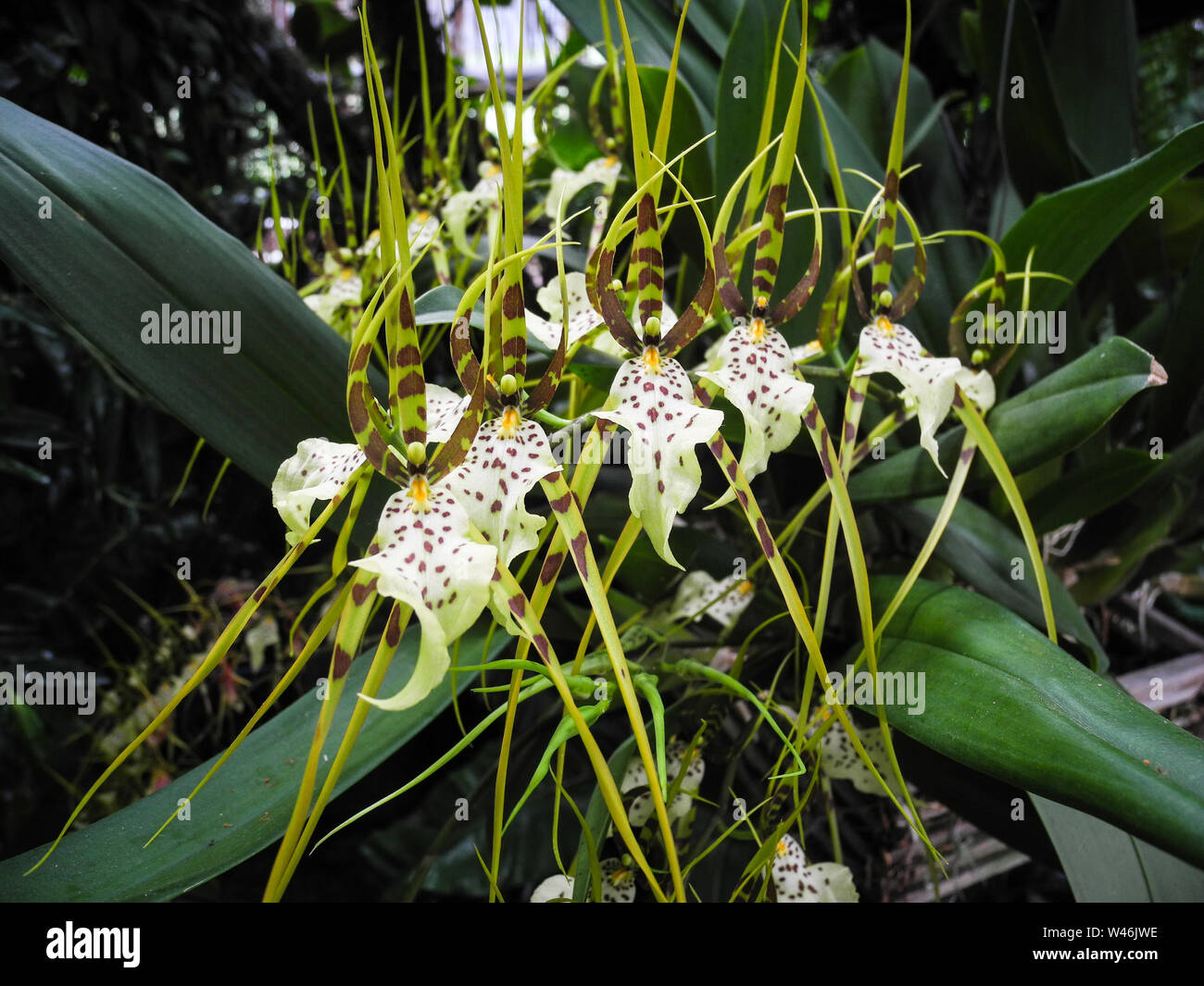 Brassia maculata fleurs orchidée dans un jardin botanique en Pologne Banque D'Images