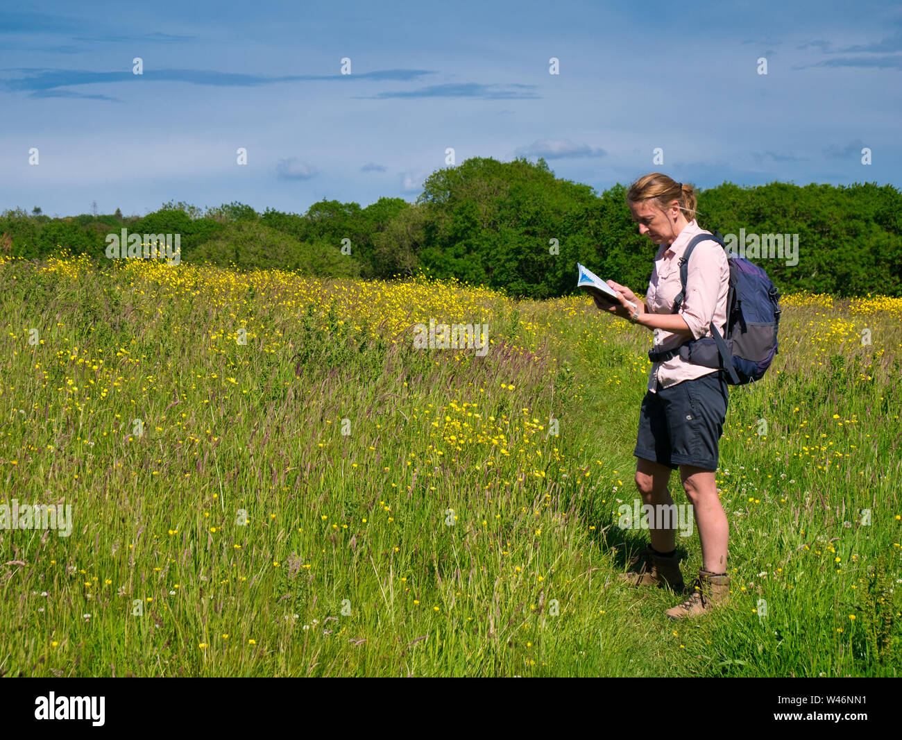 Une marchette vérifie une carte sur une journée ensoleillée dans un champ de fleurs sauvages dans la région de Pembrokeshire, Pays de Galles, Royaume-Uni Banque D'Images