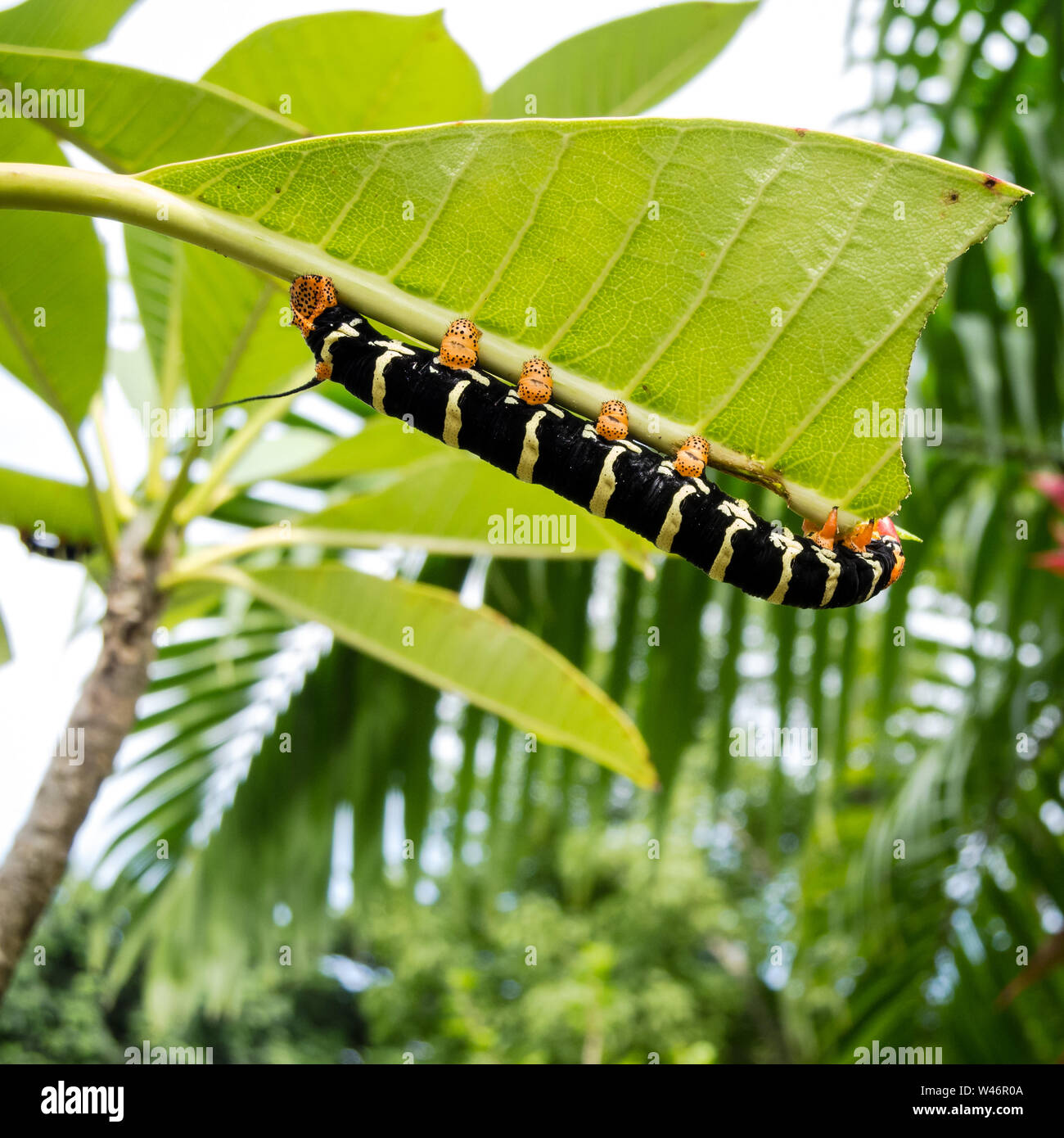 Pseudosphinx tetrio caterpillar sur l'île de la Dominique dans la mer des Caraïbes Banque D'Images