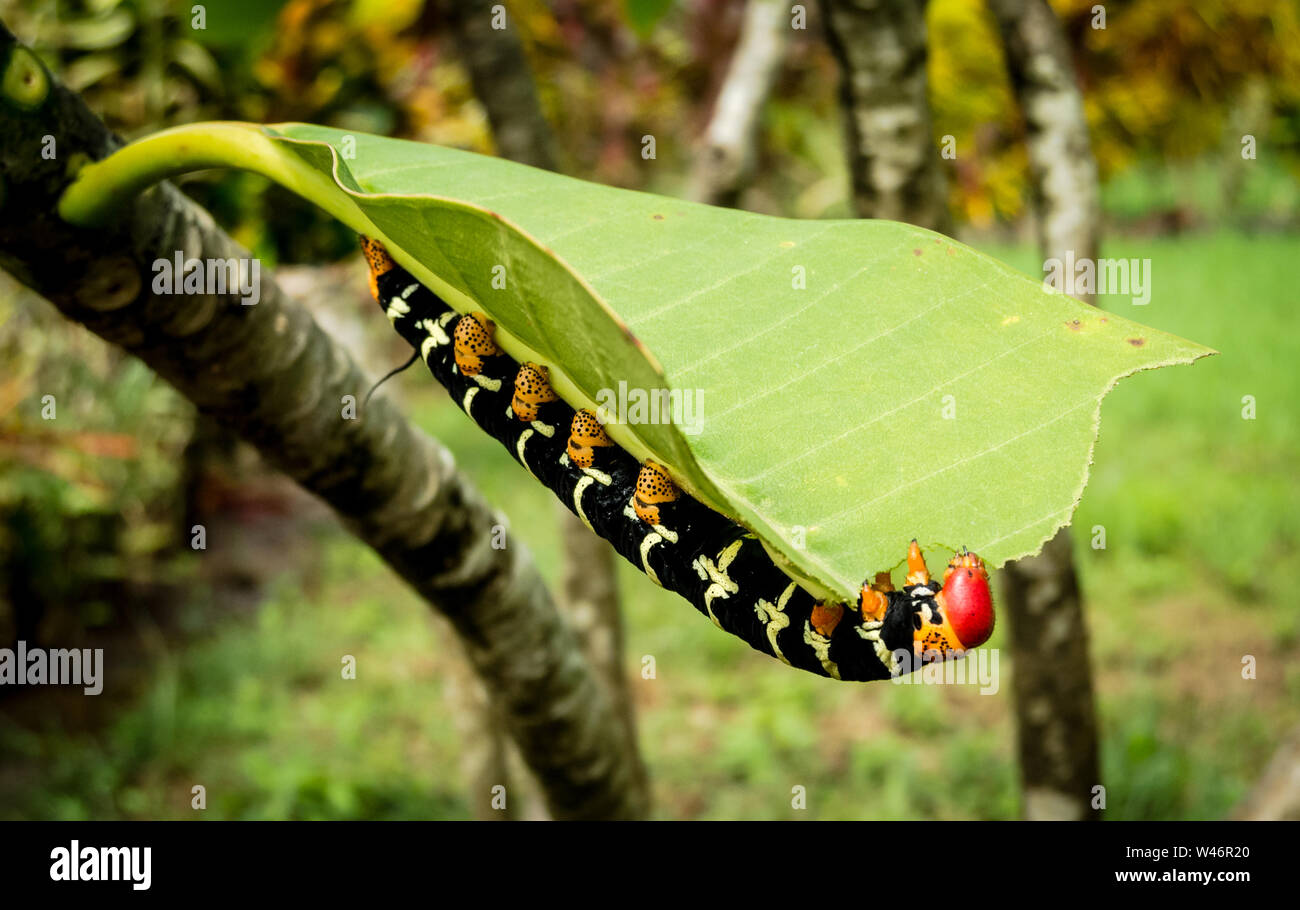 Pseudosphinx tetrio caterpillar sur l'île de la Dominique dans la mer des Caraïbes Banque D'Images