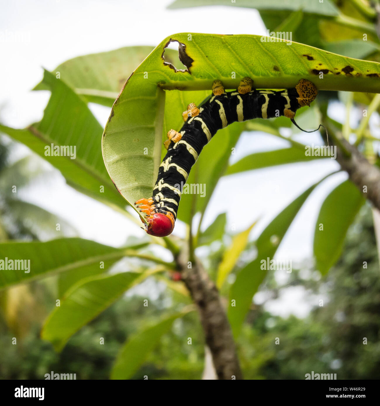 Pseudosphinx tetrio caterpillar sur l'île de la Dominique dans la mer des Caraïbes Banque D'Images