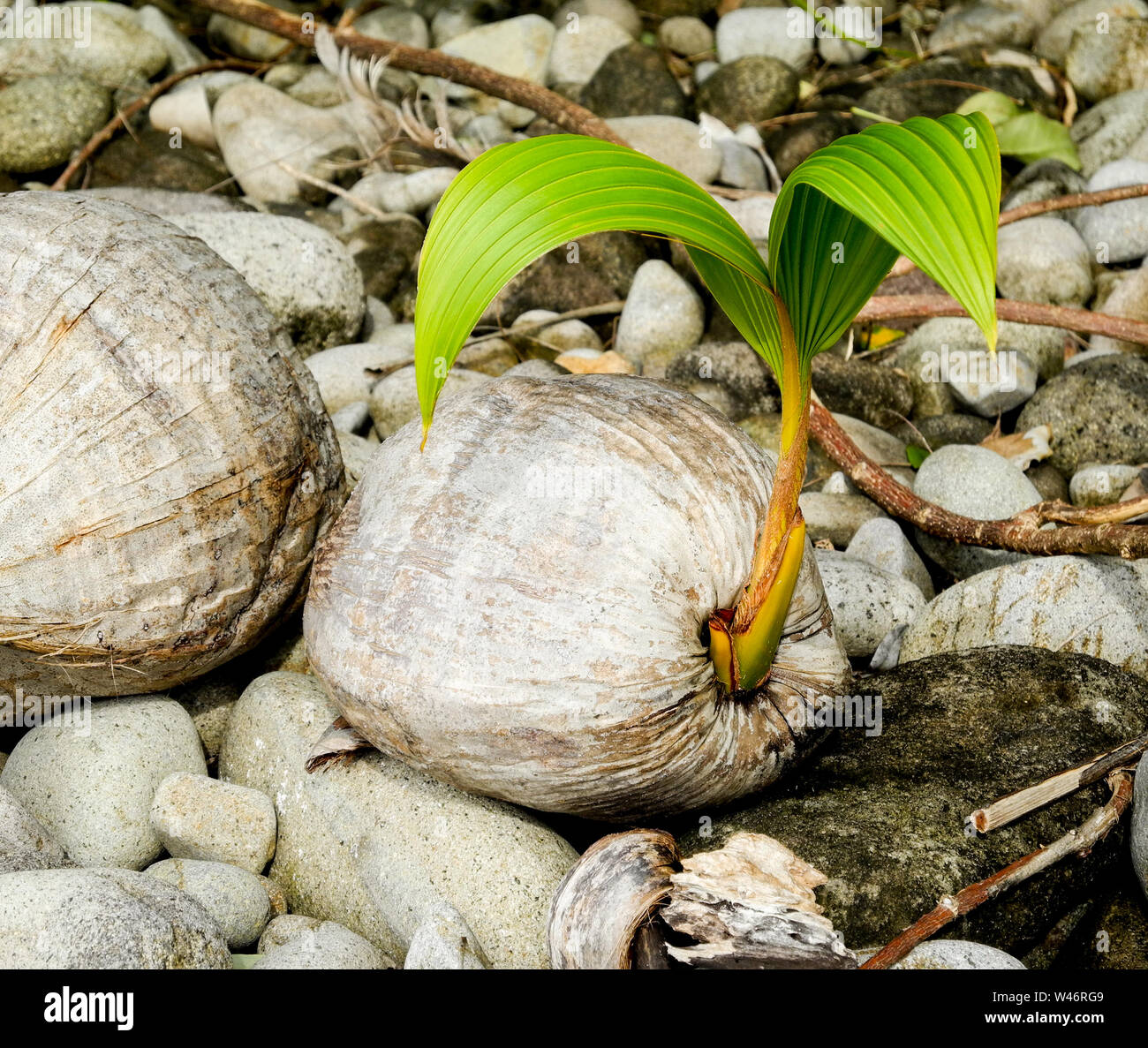 Noix de coco avec feuilles de palmier à la plage sur l'île de la Dominique dans la mer des Caraïbes Banque D'Images