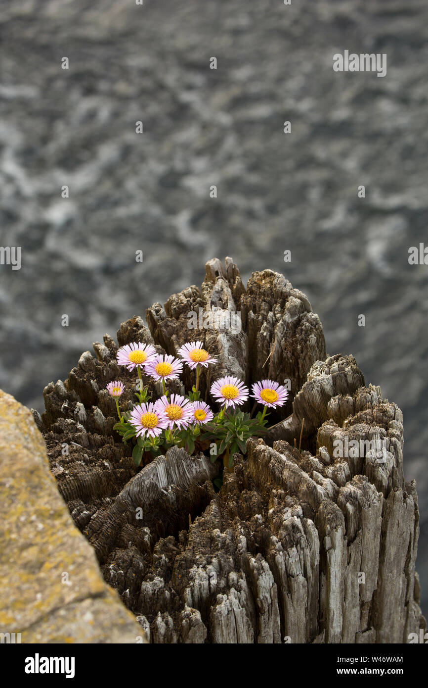 Un exemple de l'Erigeron glaucus, passant au-dessus d'un pieux en bois aux côtés de West Bay Harbour dans le Dorset. La plante est connue sous plusieurs noms tels que se Banque D'Images