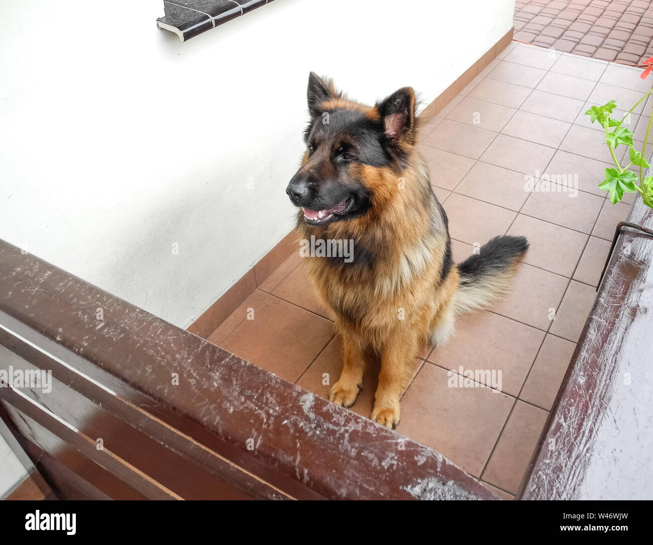 Canis lupus familiaris, berger allemand sur un porche Banque D'Images