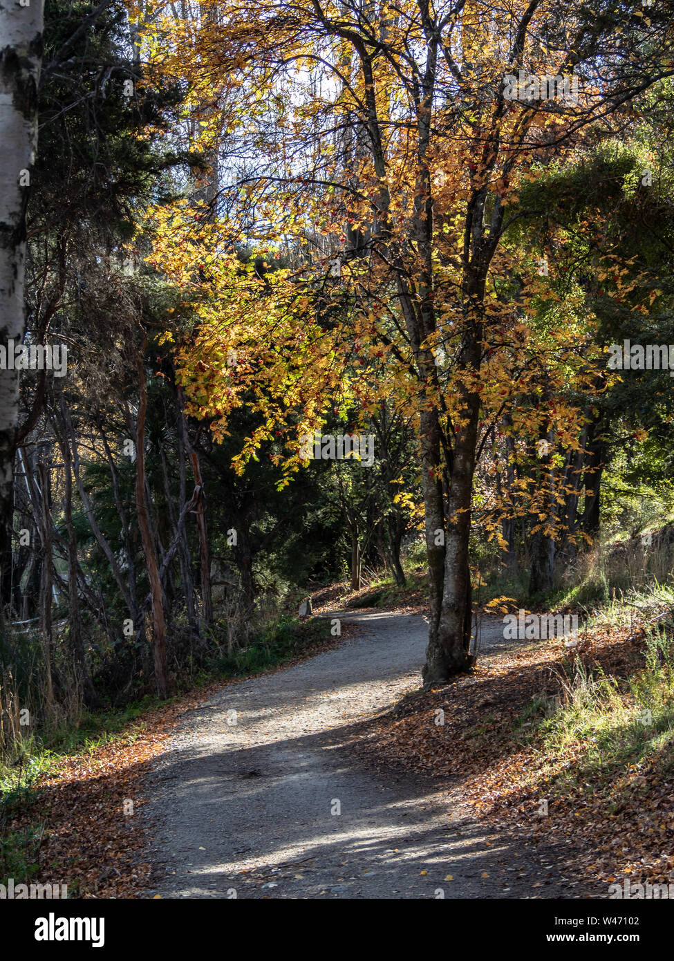 Wanaka, Nouvelle-Zélande - soleil pommelé sur les arbres d'automne avec des feuilles jaunes et un sentier qui serpente dans l'aire Banque D'Images